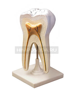 Модель строения зуба 