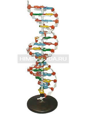 Модель структуры ДНК (разборная) 