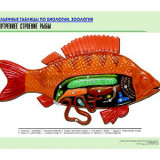 Рельефная таблица "Внутреннее строение рыбы" (формат А1, матовое ламинир.)