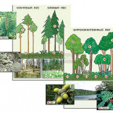 Гербарий фотографический "Растительные сообщества. Лес" (раздаточный)