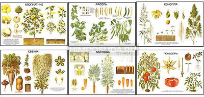 Плакаты ПРОФТЕХ &quot;Классификация растений&quot; (10 пл, винил, 70х100) 