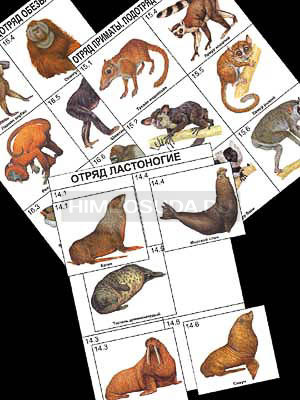 Комплект дидактических карточек: &quot;Систематика и экология млекопитающих&quot; (96 шт., цвет., лам.) 