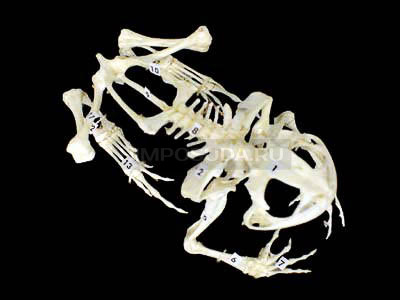 Скелет лягушки 
