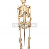 Скелет человека на штативе (85 см.)