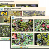 Комплект таблиц по ботанике раздататочный "Многообразие растений. Водные и прибрежные" (16 шт., А4, лам)