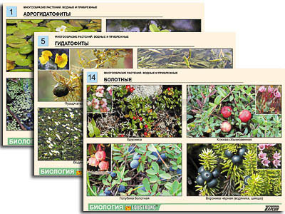 Комплект таблиц по ботанике раздататочный &quot;Многообразие растений. Водные и прибрежные&quot; (16 шт., А4, лам) 