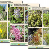 Комплект таблиц по ботанике раздататочный "Многообразие растений. Лесные и луговые" (16 шт., А4, лам)