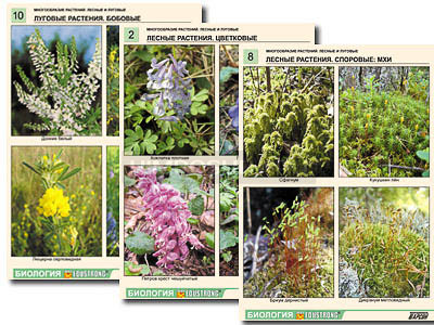 Комплект таблиц по ботанике раздататочный &quot;Многообразие растений. Лесные и луговые&quot; (16 шт., А4, лам) 