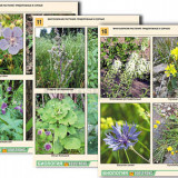 Комплект таблиц по ботанике раздататочный "Многообразие растений. Придорожные и сорные" (16 шт., А4, лам)