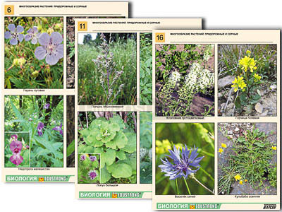 Комплект таблиц по ботанике раздататочный &quot;Многообразие растений. Придорожные и сорные&quot; (16 шт., А4, лам) 