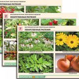 Комплект таблиц по ботанике раздататочный "Многообразие растений. Лекарственные и ядовитые" (16 шт.,А4,лам)