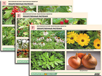 Комплект таблиц по ботанике раздататочный &quot;Многообразие растений. Лекарственные и ядовитые&quot; (16 шт.,А4,лам) 