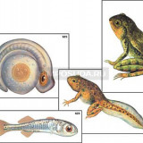 Модель-аппликация "Развитие костной рыбы и лягушки" (ламинированная)