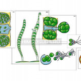 Модель-аппликация "Размножение многоклеточной водоросли" (ламинированная)