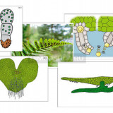 Модель-аппликация "Размножение папоротника" (ламинированная)