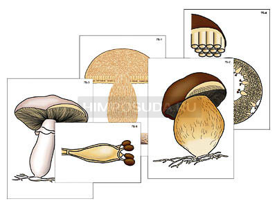 Модель-аппликация &quot;Размножение шляпочного гриба&quot; (ламинированная) 