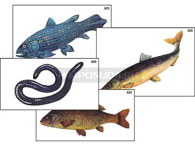 Модель-аппликация &quot;Разнообразие низших и высших хордовых&quot; (ламинированная) 