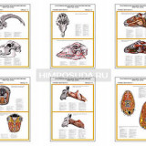 Плакаты ПРОФТЕХ "Топографическая анатомия. Коза. Голова и шея" (6 пл, винил, 70х100)