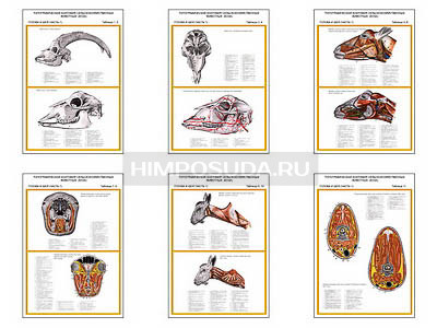 Плакаты ПРОФТЕХ &quot;Топографическая анатомия. Коза. Голова и шея&quot; (6 пл, винил, 70х100) 