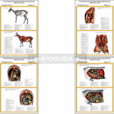 Плакаты ПРОФТЕХ "Топографическая анатомия. Коза. Туловище" (4 пл, винил, 70х100)