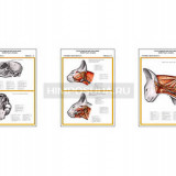 Плакаты ПРОФТЕХ "Топографическая анатомия. Кошка. Голова и шея" (3 пл, винил, 70х100)
