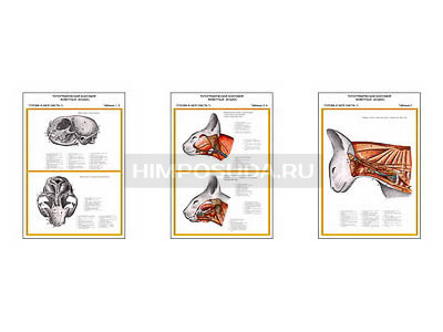 Плакаты ПРОФТЕХ &quot;Топографическая анатомия. Кошка. Голова и шея&quot; (3 пл, винил, 70х100) 