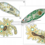 Модель-аппликация "Строение и разнообразие простейших" (ламинированная)