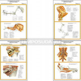 Плакаты ПРОФТЕХ "Топографическая анатомия. Кошка. Таз и конечности" (4 пл, винил, 70х100)