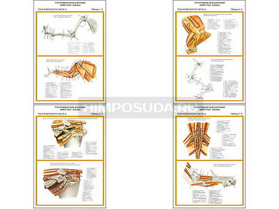 Плакаты ПРОФТЕХ &quot;Топографическая анатомия. Кошка. Таз и конечности&quot; (4 пл, винил, 70х100) 