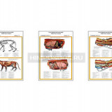 Плакаты ПРОФТЕХ "Топографическая анатомия. Кошка. Туловище" (3 пл, винил, 70х100)