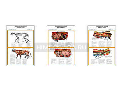 Плакаты ПРОФТЕХ &quot;Топографическая анатомия. Кошка. Туловище&quot; (3 пл, винил, 70х100) 