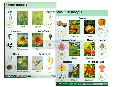 Коллекция &quot;Семена и плоды&quot; 