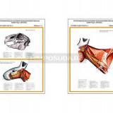 Плакаты ПРОФТЕХ "Топографическая анатомия. Кролик. Голова и шея" (2 пл, винил, 70х100)