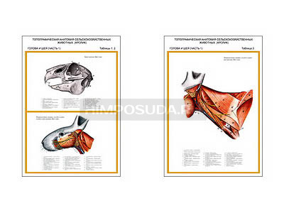 Плакаты ПРОФТЕХ &quot;Топографическая анатомия. Кролик. Голова и шея&quot; (2 пл, винил, 70х100) 