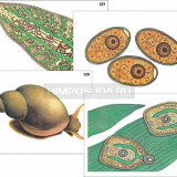 Модель-аппликация "Циклы развития печеночного сосальщика и бычьего цепня" (ламинированная)