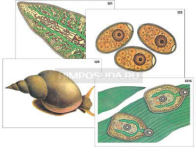 Модель-аппликация &quot;Циклы развития печеночного сосальщика и бычьего цепня&quot; (ламинированная) 