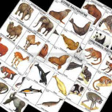 Комплект таблиц по зоологии раздататочный "Разнообразие животных. Млекопитающие." (цвет.,лам., А4, 16 шт.)