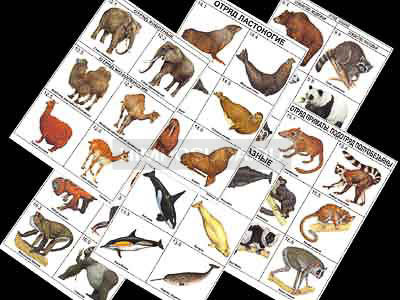 Комплект таблиц по зоологии раздататочный &quot;Разнообразие животных. Млекопитающие.&quot; (цвет.,лам., А4, 16 шт.) 