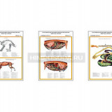 Плакаты ПРОФТЕХ "Топографическая анатомия. Кролик. Туловище" (3 пл, винил, 70х100)
