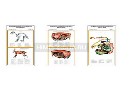Плакаты ПРОФТЕХ &quot;Топографическая анатомия. Кролик. Туловище&quot; (3 пл, винил, 70х100) 