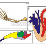 Модель-аппликация "Эволюция важнейших систем органов позвоночных" (ламинированная)