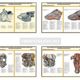 Плакаты ПРОФТЕХ "Топографическая анатомия. Крупный рогатый скот. Голова и шея" (26 пл, винил, 70х100)