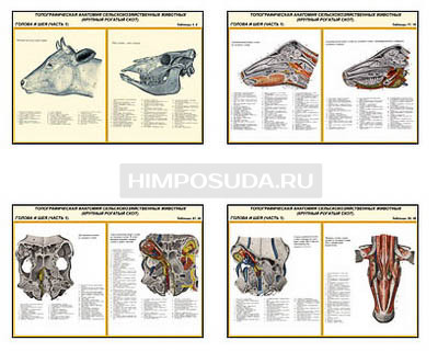 Плакаты ПРОФТЕХ &quot;Топографическая анатомия. Крупный рогатый скот. Голова и шея&quot; (26 пл, винил, 70х100) 