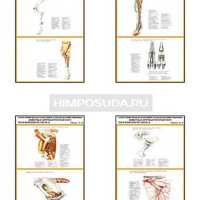 Плакаты ПРОФТЕХ &quot;Топографическая анатомия. Крупный рогатый скот. Таз и конечности&quot; (28 пл, винил, 70х100) 