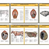 Плакаты ПРОФТЕХ "Топографическая анатомия. Крупный рогатый скот. Туловище" (29 пл, винил, 70х100)