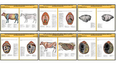 Плакаты ПРОФТЕХ &quot;Топографическая анатомия. Крупный рогатый скот. Туловище&quot; (29 пл, винил, 70х100) 