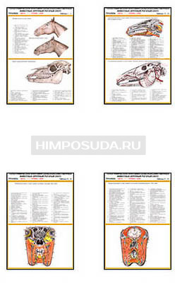 Плакаты ПРОФТЕХ &quot;Топографическая анатомия. Лошадь. Голова и шея&quot; (33 пл, винил, 70х100) 