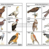 Комплект таблиц по зоологии раздататочный "Разнообразие животных. Птицы." (цвет.,лам., А4, 16 шт.)