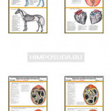 Плакаты ПРОФТЕХ "Топографическая анатомия. Лошадь. Туловище" (21 пл, винил, 70х100)