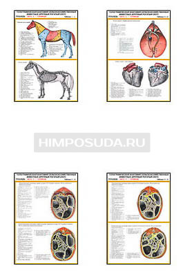 Плакаты ПРОФТЕХ &quot;Топографическая анатомия. Лошадь. Туловище&quot; (21 пл, винил, 70х100) 